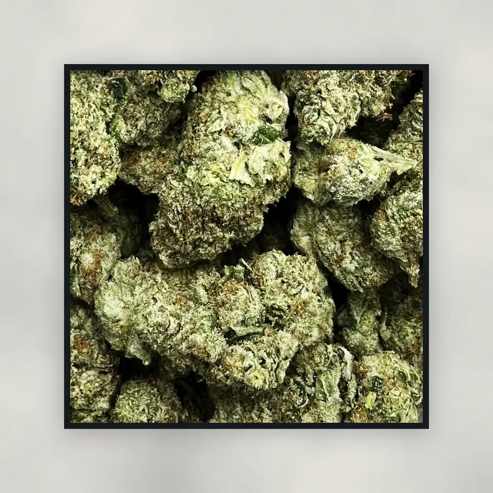 A pound of Blue Meteorite hemp THCA flower on concrete, greenhouse
