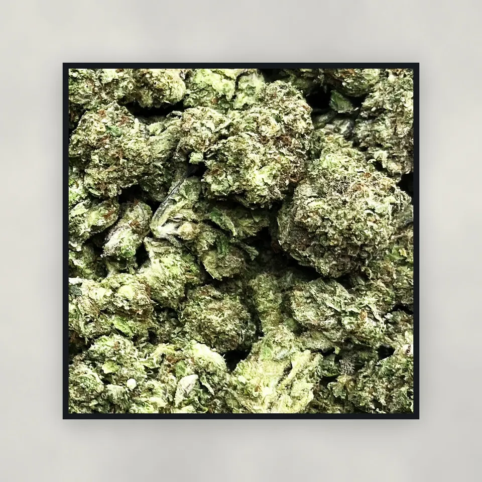 A pound of Gelato 41 hemp THCA flower on concrete, light-dep