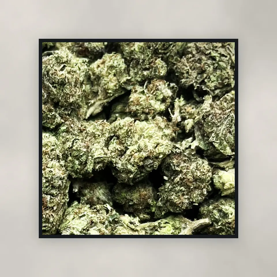 Gelato 41 hemp THCA flower by the pound, top-down on concrete, light-dep