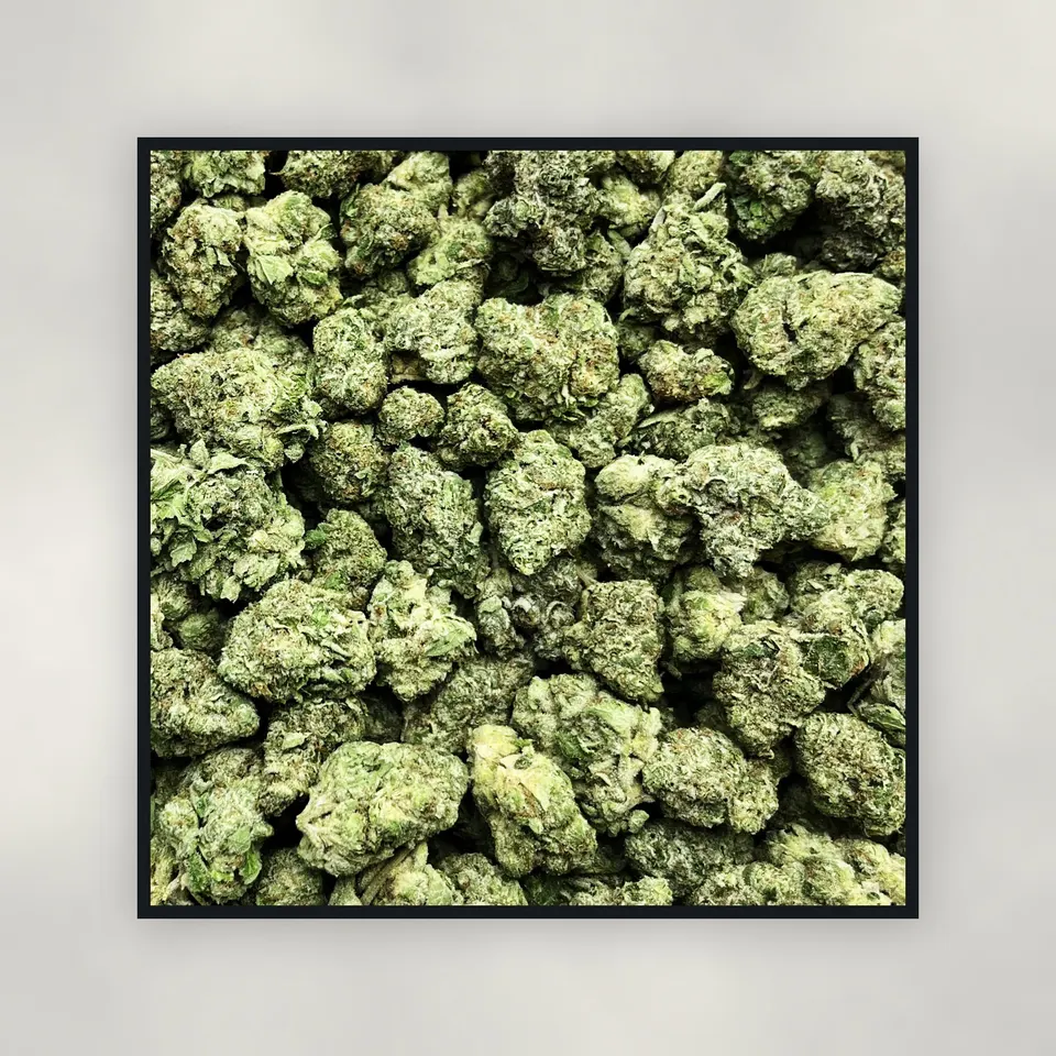 A pound of Sherpa 369 hemp THCA flower on concrete, greenhouse