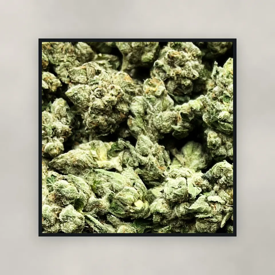 Sugar Tarts hemp THCA flower by the pound, top-down on concrete, greenhouse