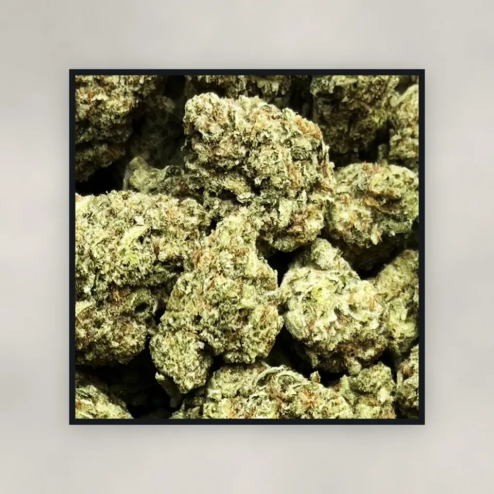Tropicana hemp THCA flower by the pound, top-down on concrete, greenhouse