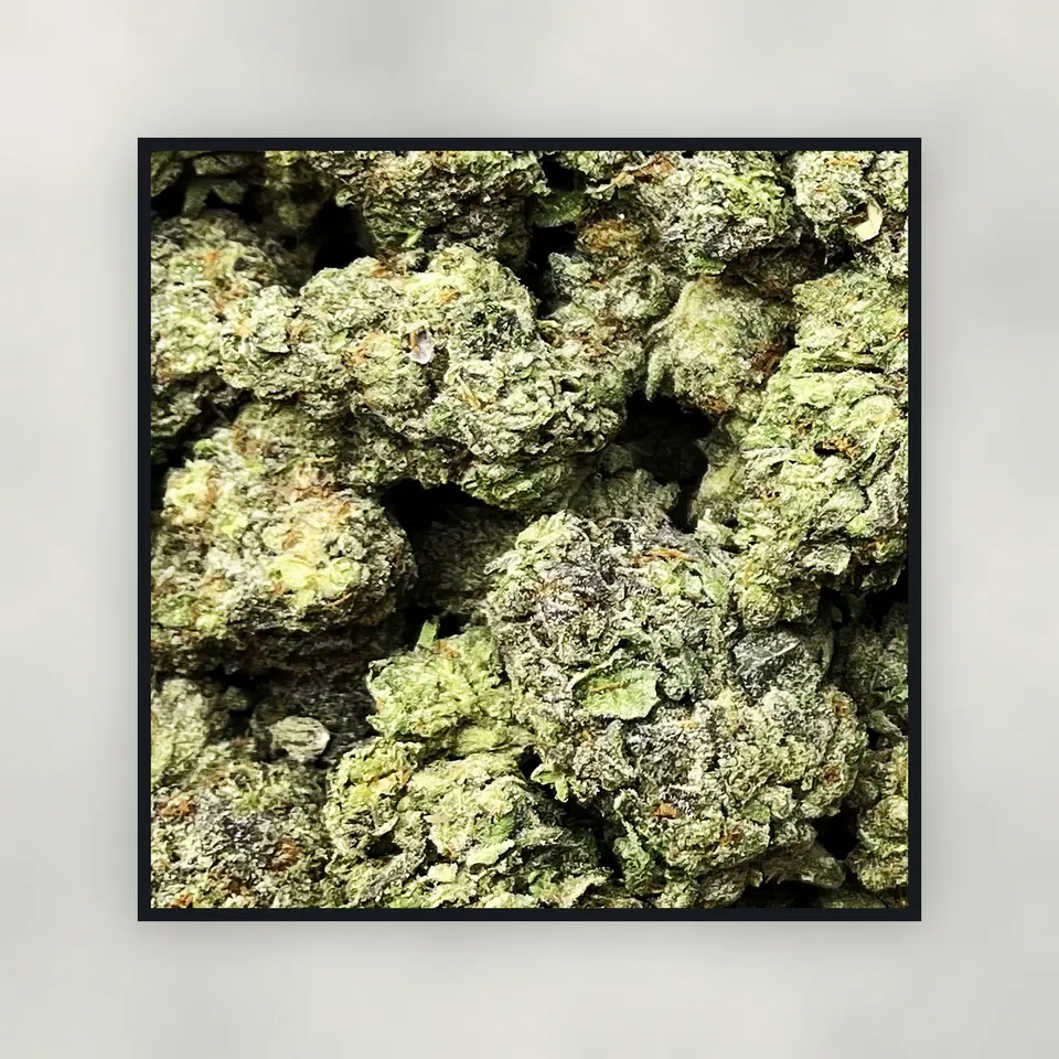A pound of Wedding Pie hemp THCA flower on concrete, greenhouse