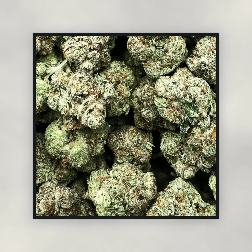 A pound of White Russian hemp THCA flower on concrete, light-dep
